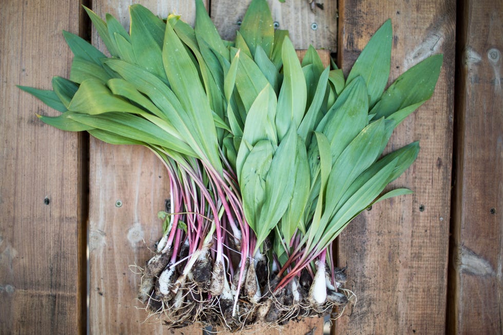 7 Best Scallion Substitutes Easy Swaps for Scallions