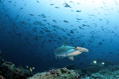 Geschulpte hamerhaaien zwemmen voor de kust van de Galpagoseilanden Vanwege de vraag naar hun vinnen en leverolie zijn de dieren ernstig bedreigd
