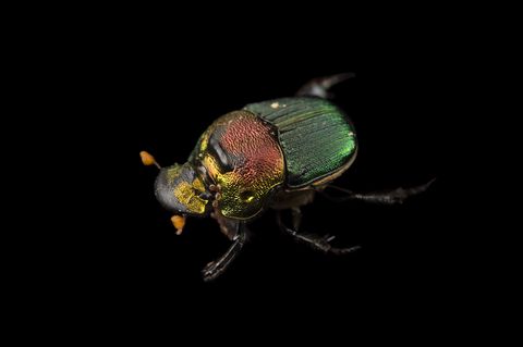 A rainbow scarab Phanaeus vindex photographed at Houston Zoo in Texas