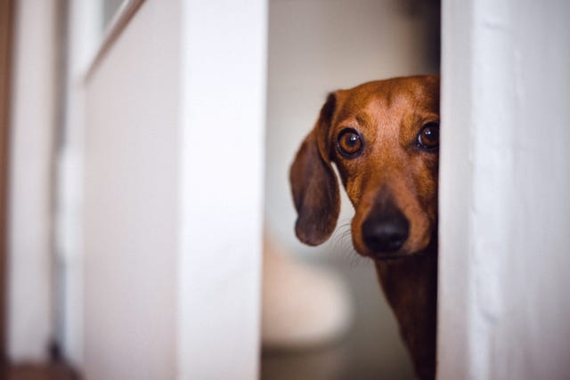 the-real-reason-why-your-dog-is-scared-of-loud-noises