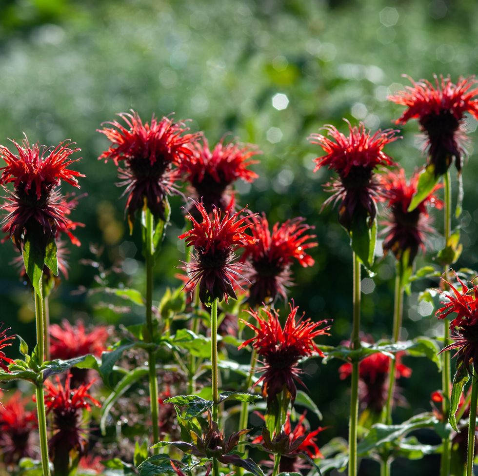 Best Plants with Red Flowers  BBC Gardeners World Magazine