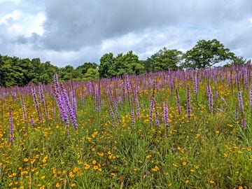 scenic view of flowering plants on field against sky,shenandoah national park,virginia,united states,usa