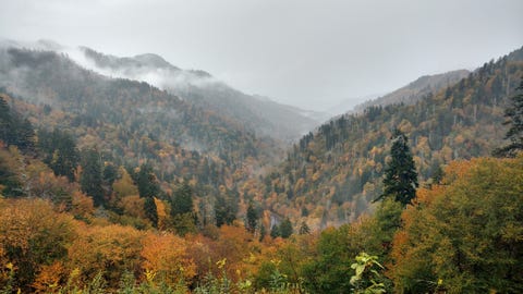 Scenic View Of Forest Against Sky During Autumn scenic view of forest against sky during autumn
