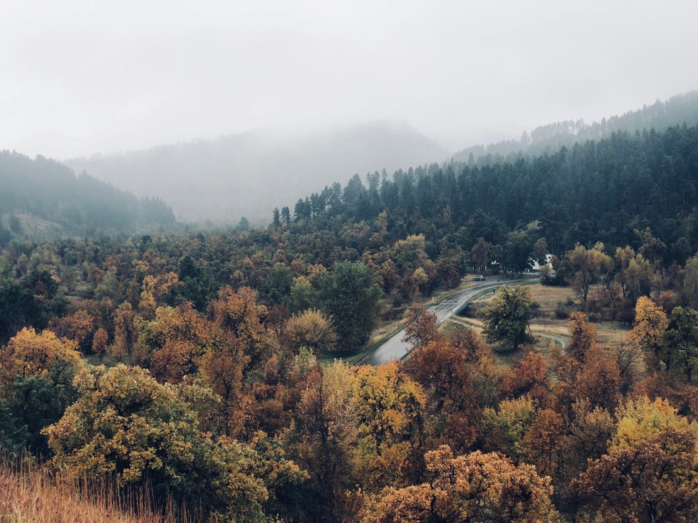 scenic view of forest against sky during autumn,spearfish,south dakota,united states,usa