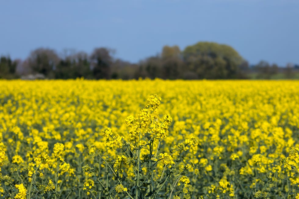 scenic view of oilseed rape field