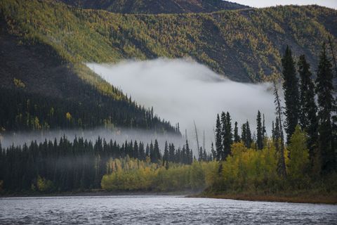 Scenic view of river by trees Yukon_Charley Rivers National Preserve during foggy weather