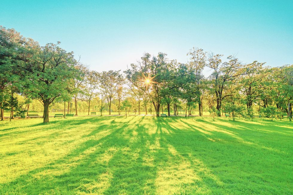 scenic view of trees on field against clear sky