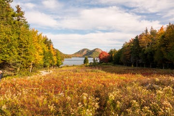 scenic view of trees on field against sky during autumn,bar harbor,maine,united states,usa