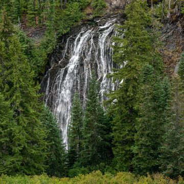 scenic view of waterfall in forest,narada falls,washington,united states,usa