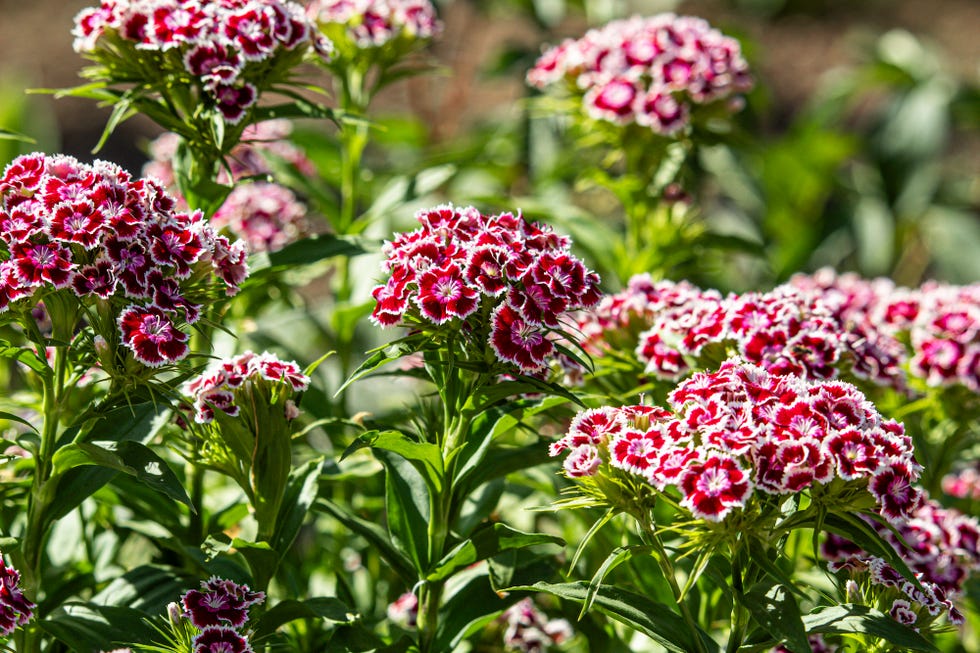 10 Best Scented Plants For A Summer Garden - Fragrant Plants