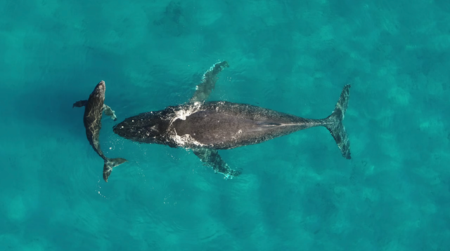 een volwassen walvis zwemt voor een jonge walvis