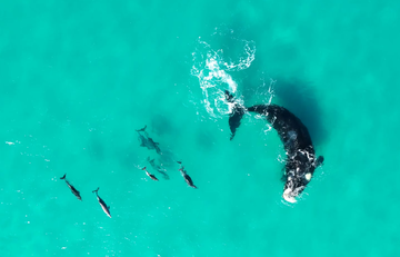 een walvis en een aantal dolfijnen zwemmen samen op