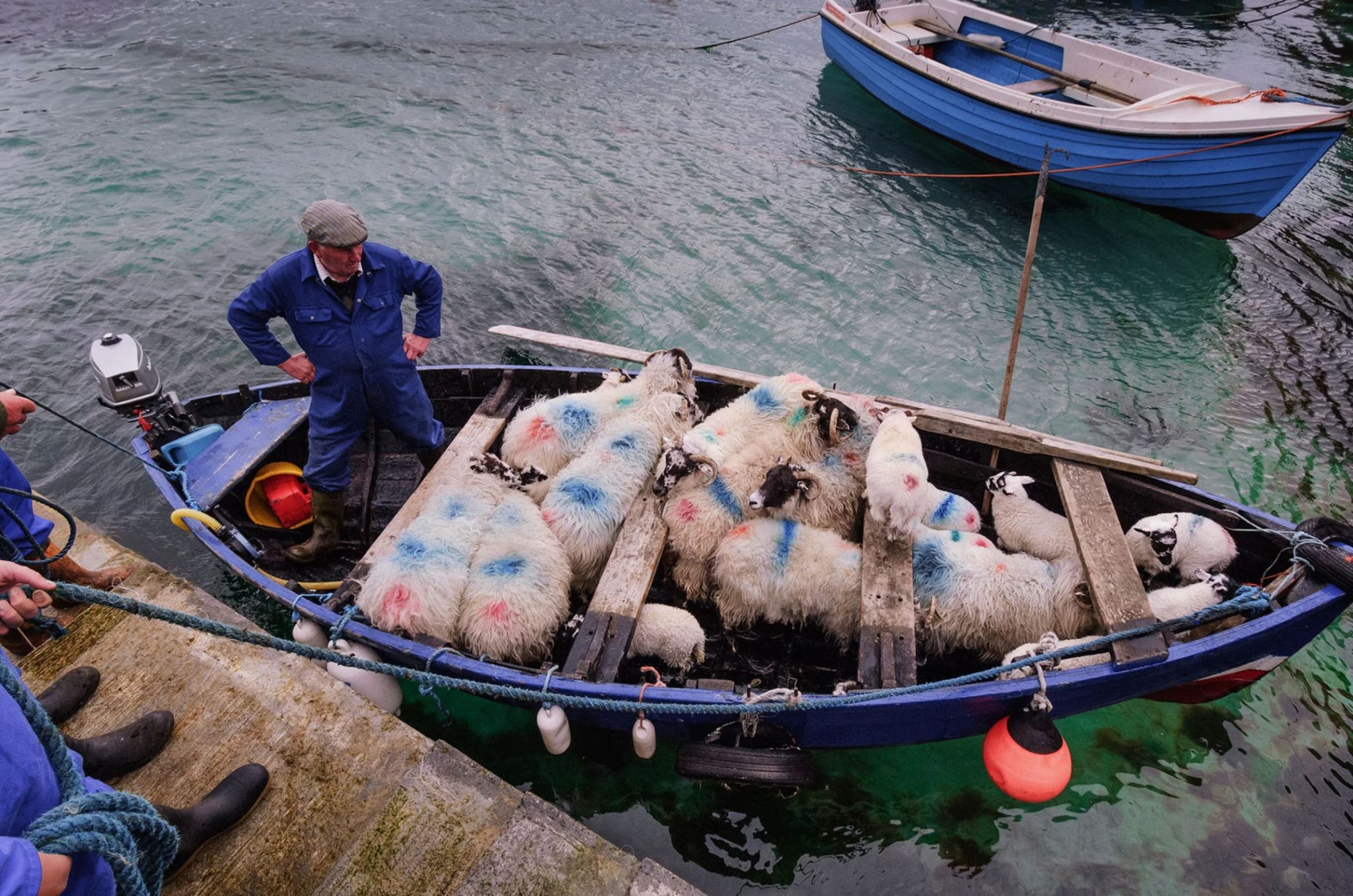 schapen worden vanuit de haven van valtos op het eiland lewis vervoerd naar het eiland pabay vlakbij om te grazen.