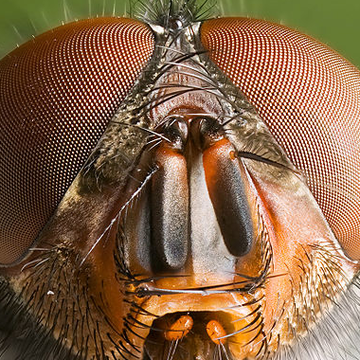 Insect, house fly, Macro photography, Net-winged insects, Close-up, Eye, Invertebrate, Pest, Tachinidae, Organ, 