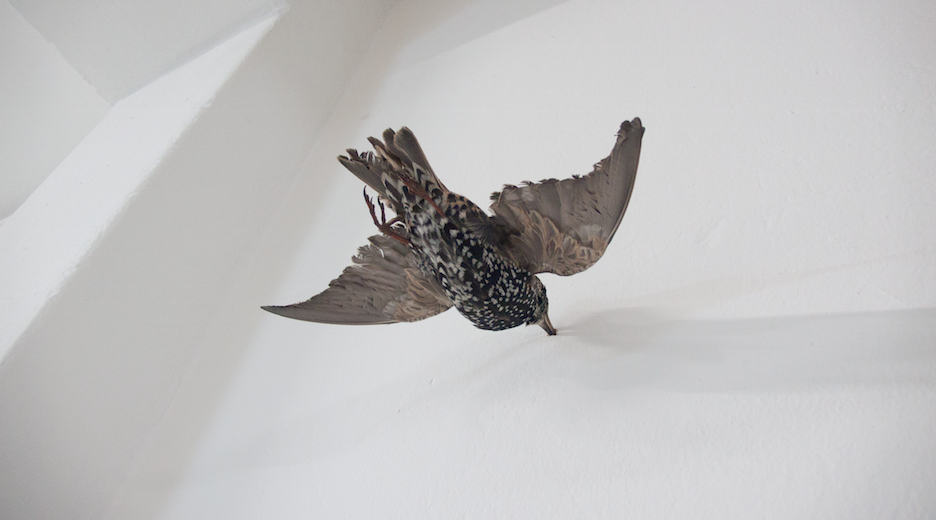 Wing, Bird, Falconiformes, Beak, Art, 