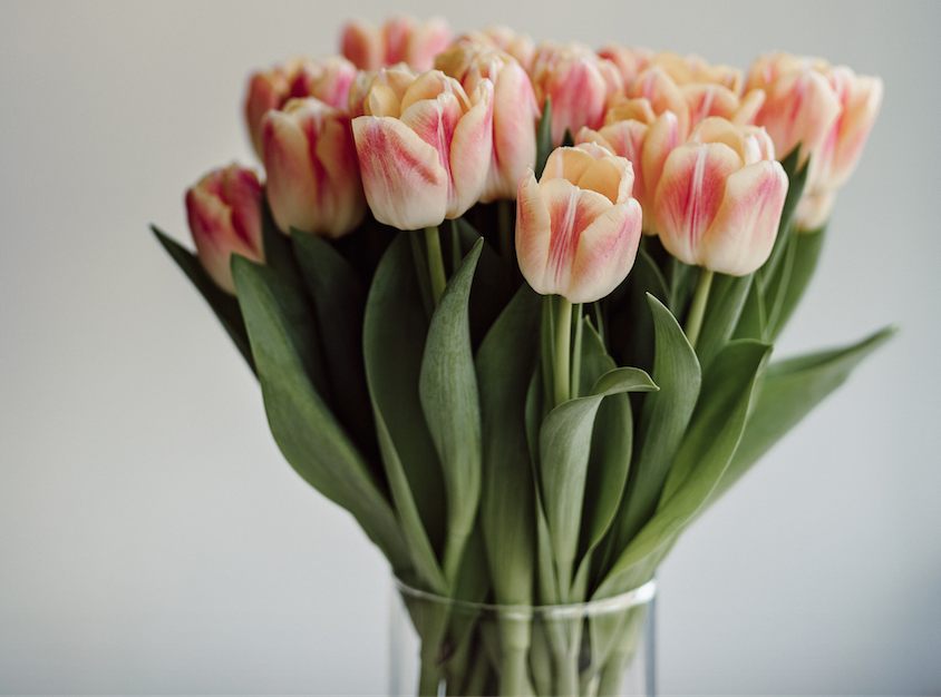 Tulipani in vaso, consigli e tecniche