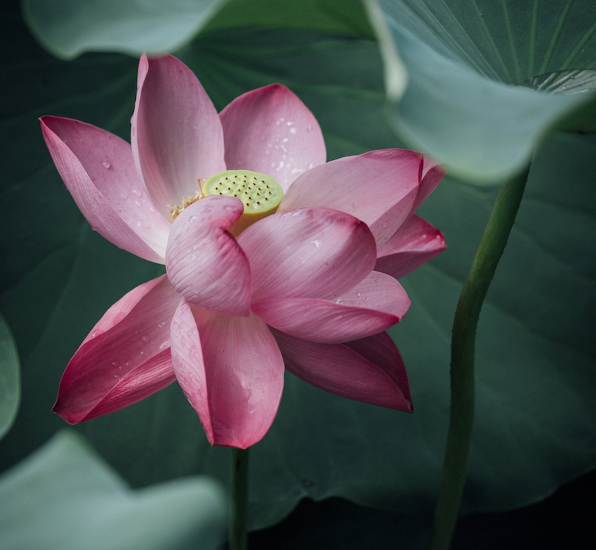 Fiore di loto: significato, origini e leggende