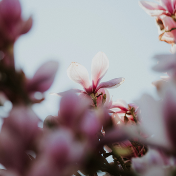 close up of a flower