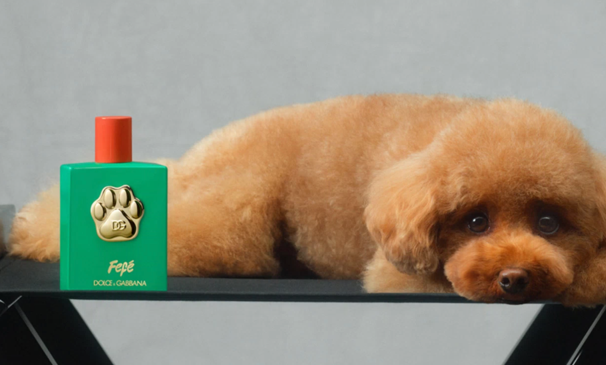 Sì, Dolce&Gabbana ha fatto il primo profumo per cani