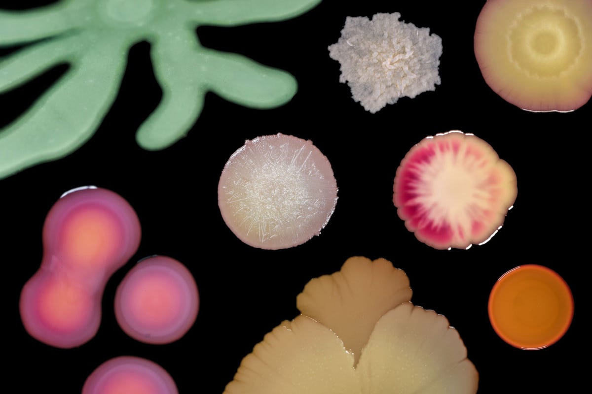 In een kweek zijn acht kolonies van acht verschillende superbugs of ziekenhuisbacterin te zien die resistentie tegen antibiotica hebben ontwikkeld en bij opgenomen patinten infecties veroorzaken