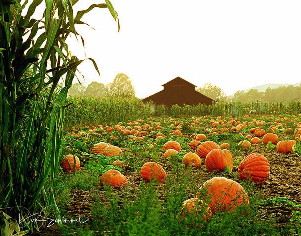 pumpkin patch