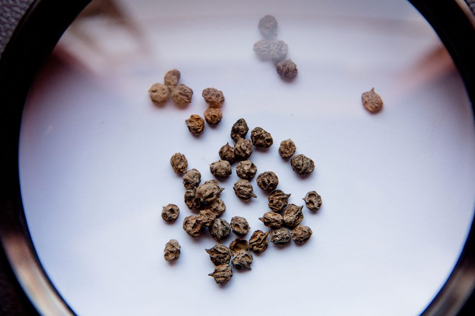 Op de vindplaats Quilcapampa vonden archeologen duizenden korrels van de Perupeperboom Schinus molle die werden verwerkt voor de bereiding van chicha de molle een gefermenteerde alcoholisch drank