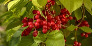 red chinensis schizandra fruits hanging on green branch