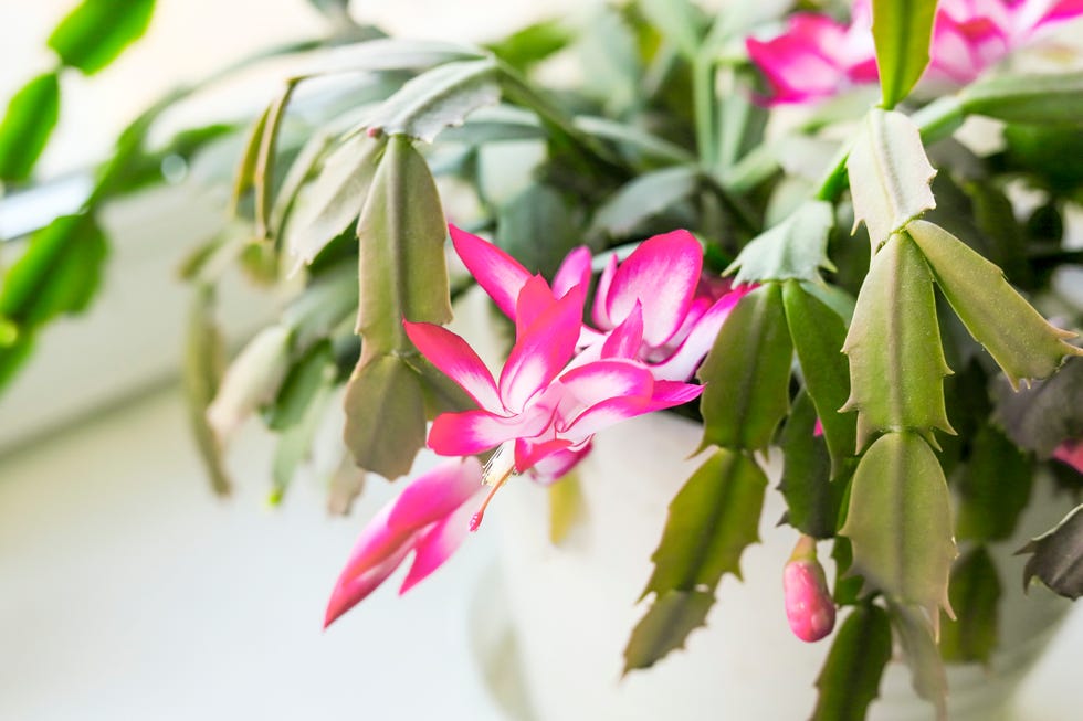 schlumbergera christmas thanksgiving crab holiday easter or whit