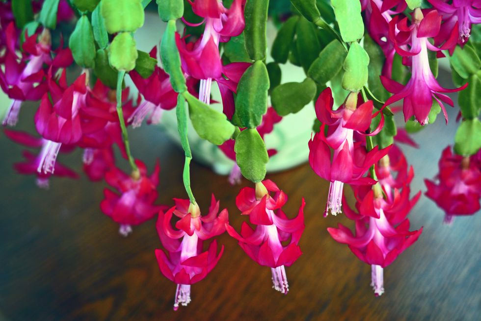 schlumbergera or christmas cactus with vibrant red flowers