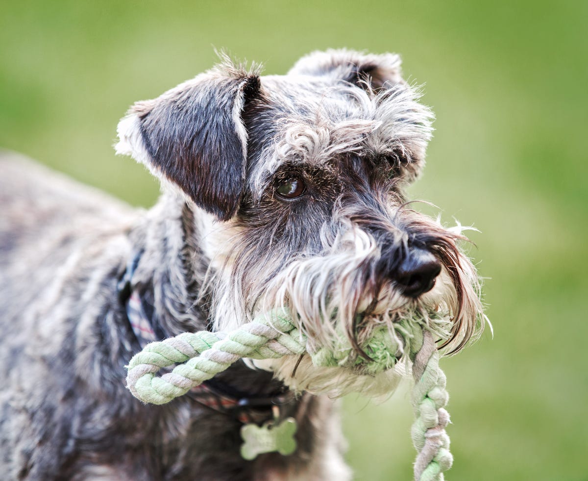 7 week old miniature retailer schnauzer