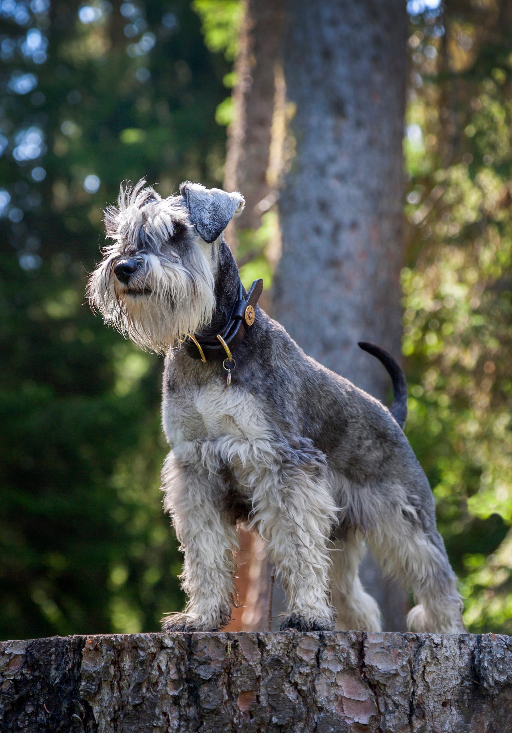 5 Adorable Dog Breeds With Beards