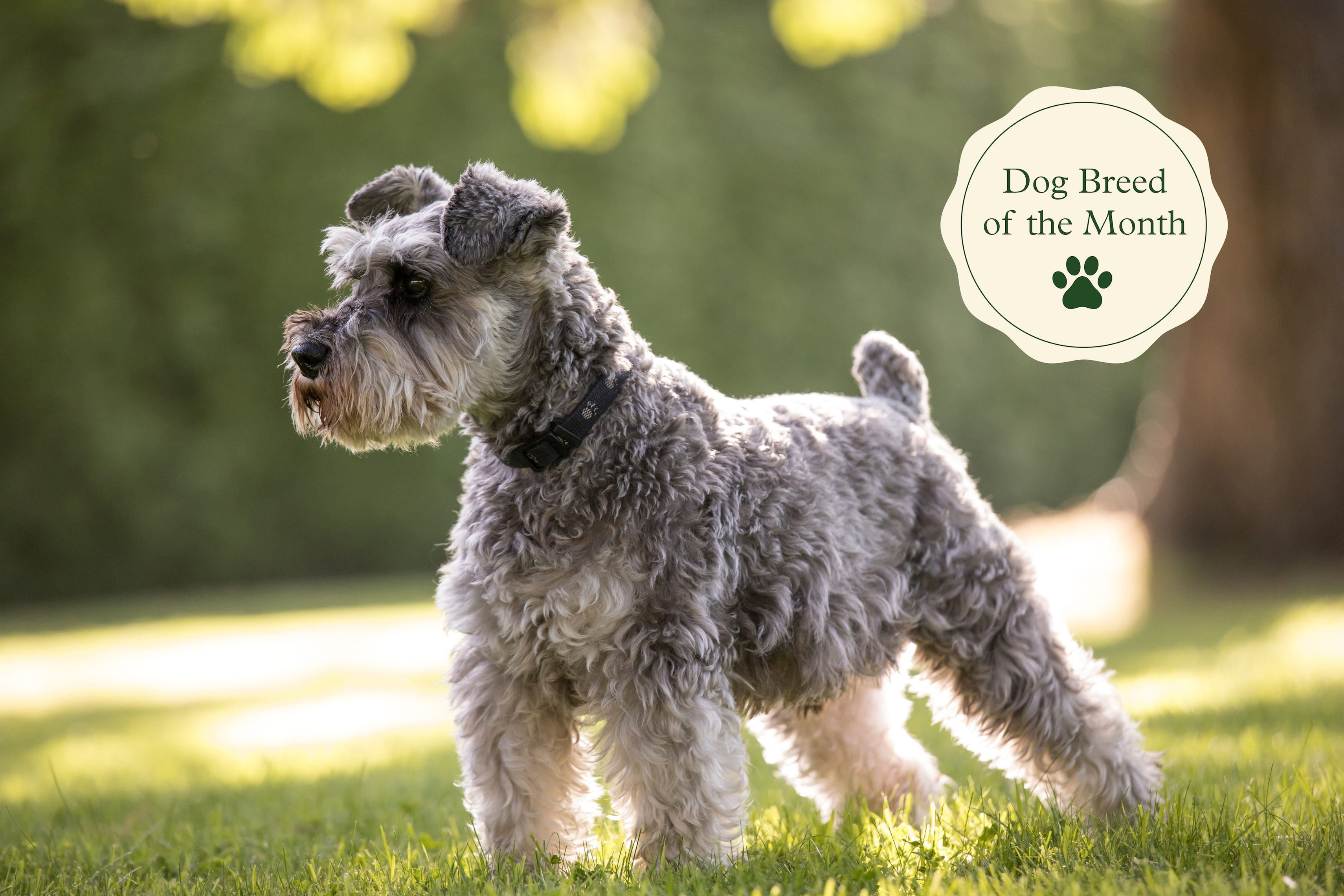 are miniature schnauzers good apartment dogs