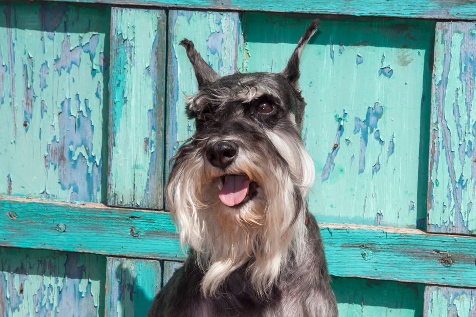 Schnauzer Dog Bright Background