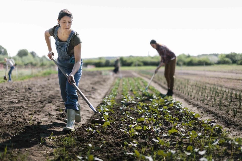 Farmworker, Soil, Plantation, Field, Agriculture, Farmer, Gardener, Crop, Arbor day, Farm, 