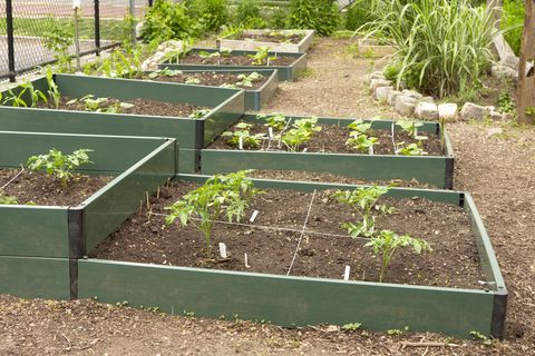 Vegetable Gardening for Beginners - Small Vegetable Garden Ideas