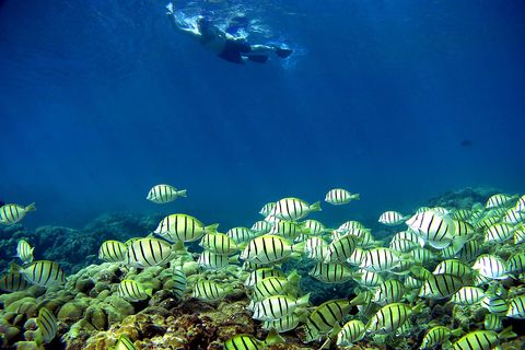 coral reefs in danger