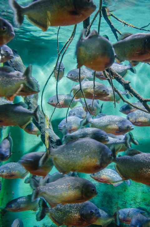 school of red bellied piranha fish in sea