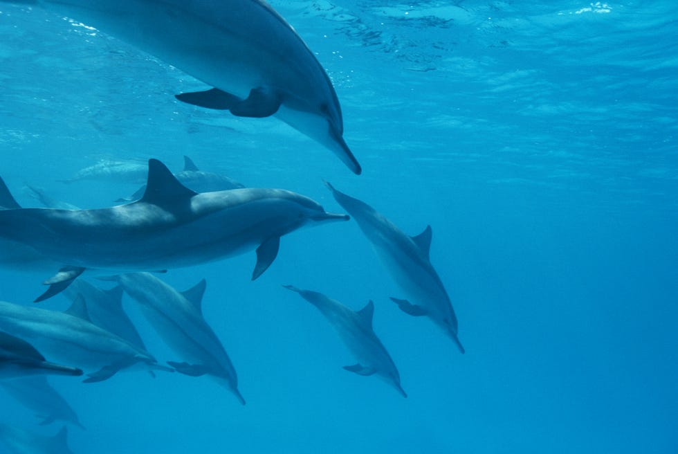 SCHOOL OF SPINNER DOLPHINS, RED SEA
