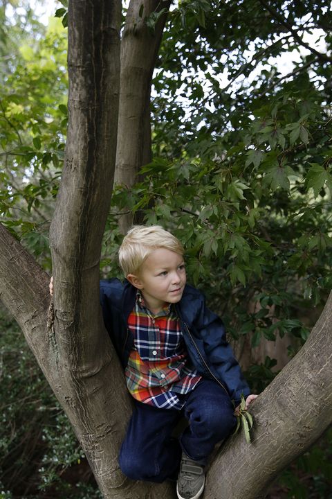 child in tree