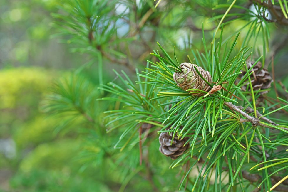 15 Best Small Trees: Best Small Trees to Plant in Your Front Yard