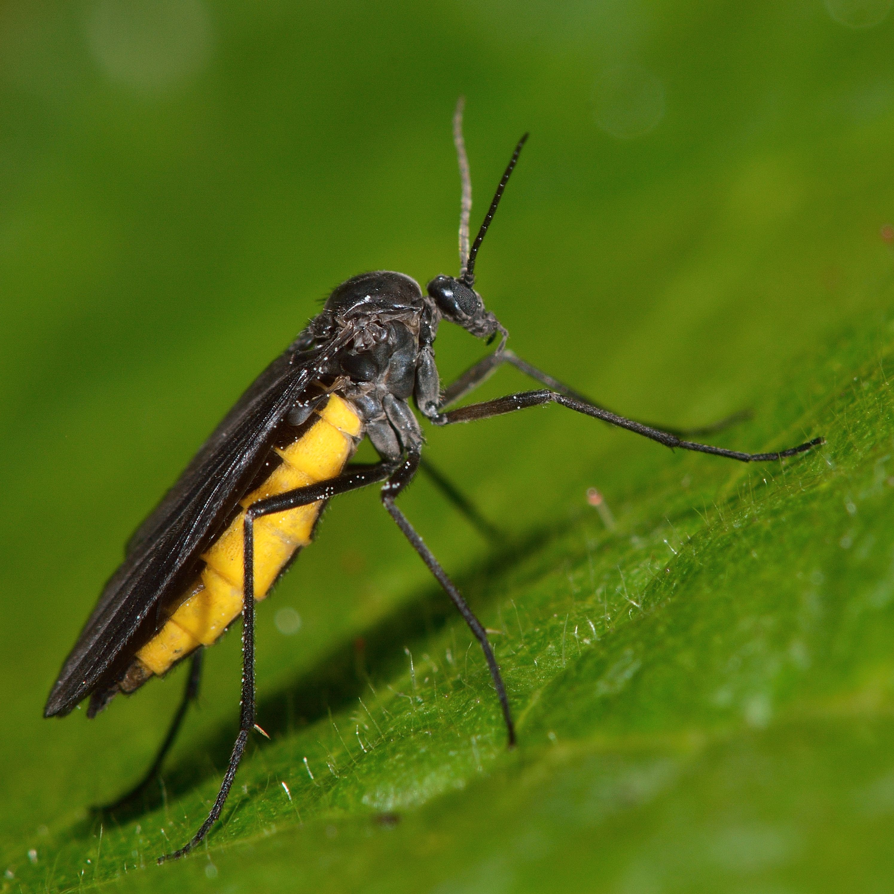 a macro shot of a single fungus gnat on a leaf, it has a yellow underside and long black legs