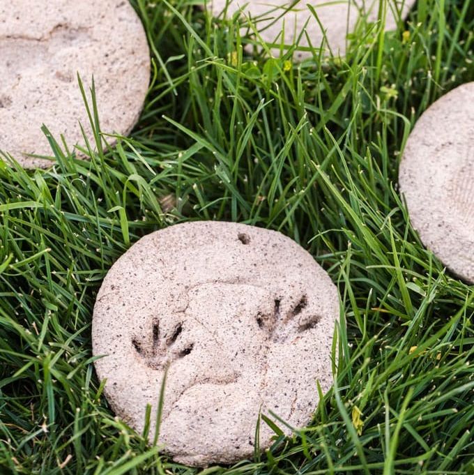 a salt dough circle "fossil" with dinosaur footprints, made as part of an athome science experiment for kids