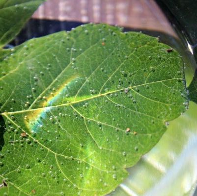 bubbles form on a leaf under water as part of a leaf breathing science experiment for kids