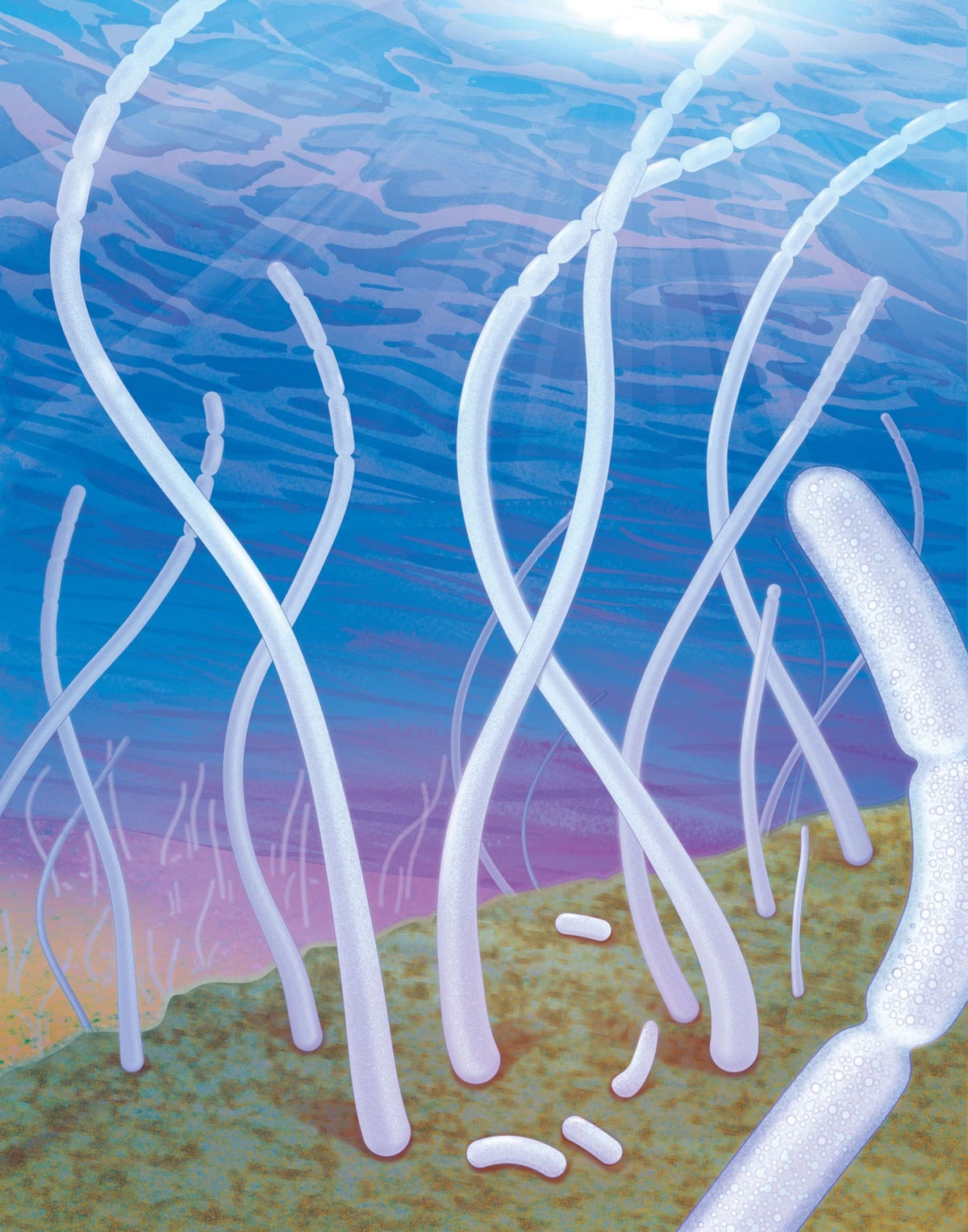 Deze illustratie laat zien hoe de reuzenbacterie die de voorlopige naam Thiomargarita magnifica heeft gekregen in een Carabisch mangrovenbos op ondergedompelde bladeren groeit