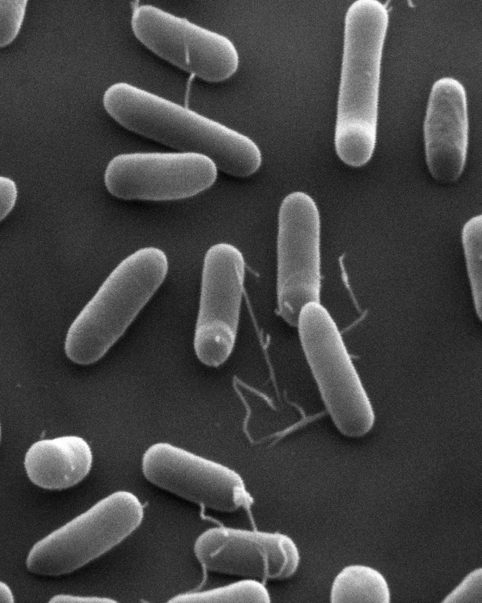 Op deze opname van een rasterelektronenmicroscoop is de bacterie Haemophilus influenzae te zien de microbe die aanvankelijk de Pfeifferbacil werd genoemd De Duitse bacterioloog Richard Pfeiffer trof de bacterie uitsluitend aan in het sputum van slachtoffers van de Spaanse griep en schreef in 1892 In het licht van deze bevindingen voel ik mij gerechtvaardigd te verklaren dat de bacillen die ik zoeven heb beschreven de besmettende oorzaak van influenza zijn