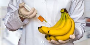 scientist injecting liquid from syringe into bananas
