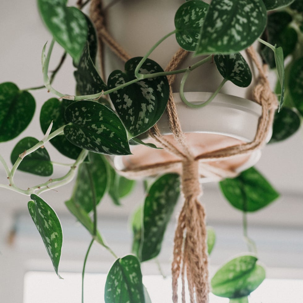 Sindapsus pictus in a hanging pot