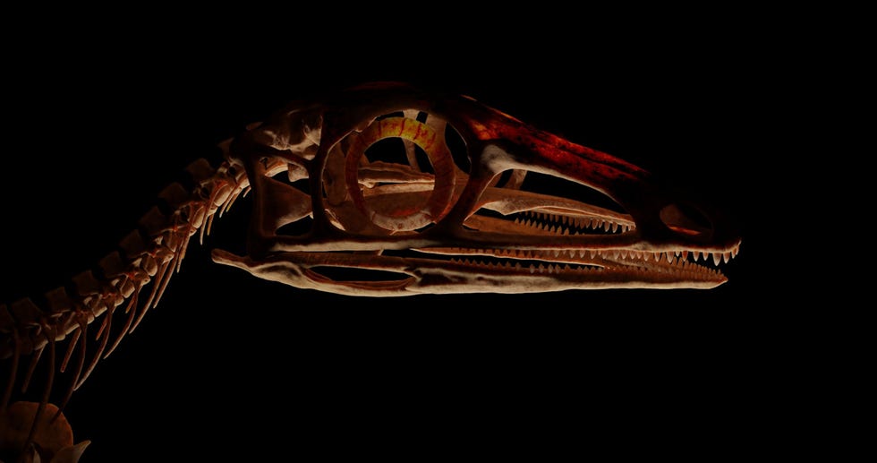 Dankzij de nieuwe scans zijn onderzoekers erin geslaagd enkele tot nu toe onbekende details van de schedel van Scleromochlus te identificeren waaronder delen van de snuit en de achterzijde van het kaakbeen