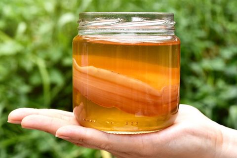 scoby, hand holding tea mushroom with kombucha tea, healthy fermented food, probiotic nutrition drink for good balance digestive system
