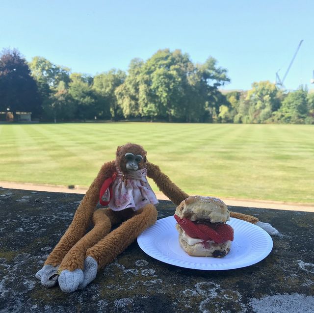 buckingham palace monkey toy scone staff return